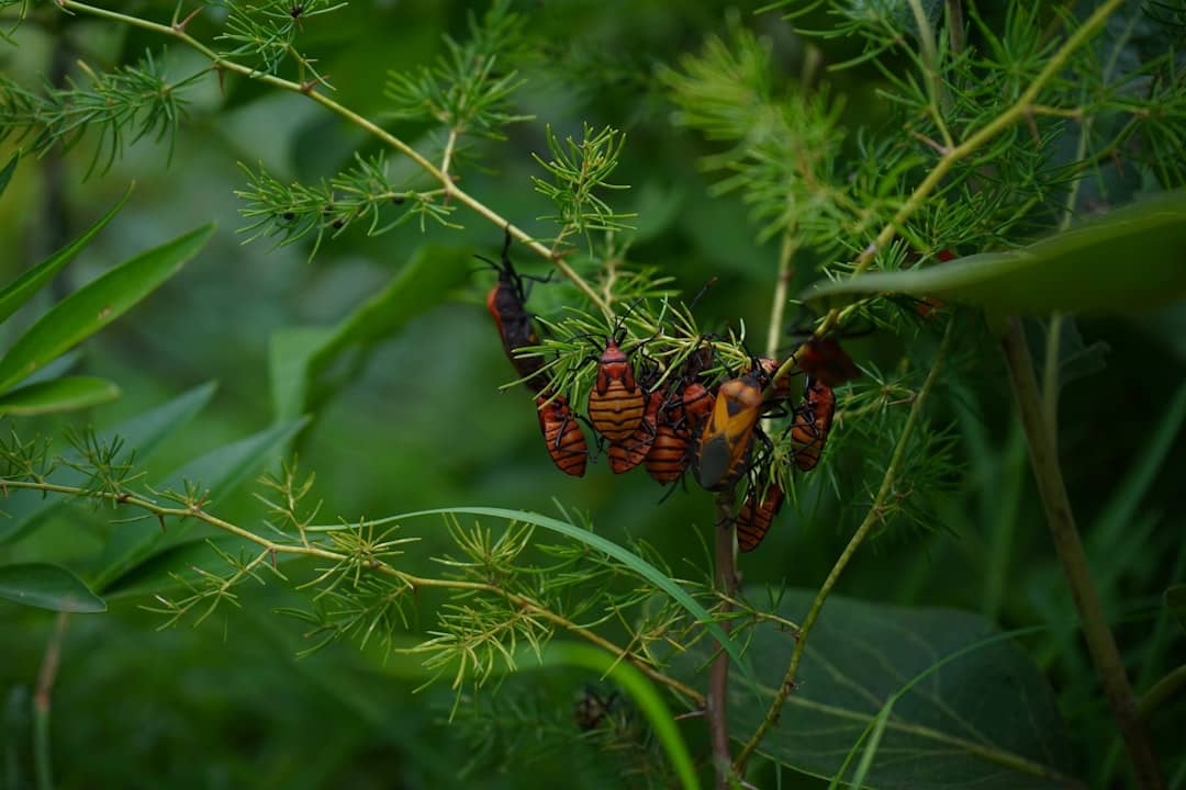 Kolar Travel Guide: History, Gold Fields & Temples 1