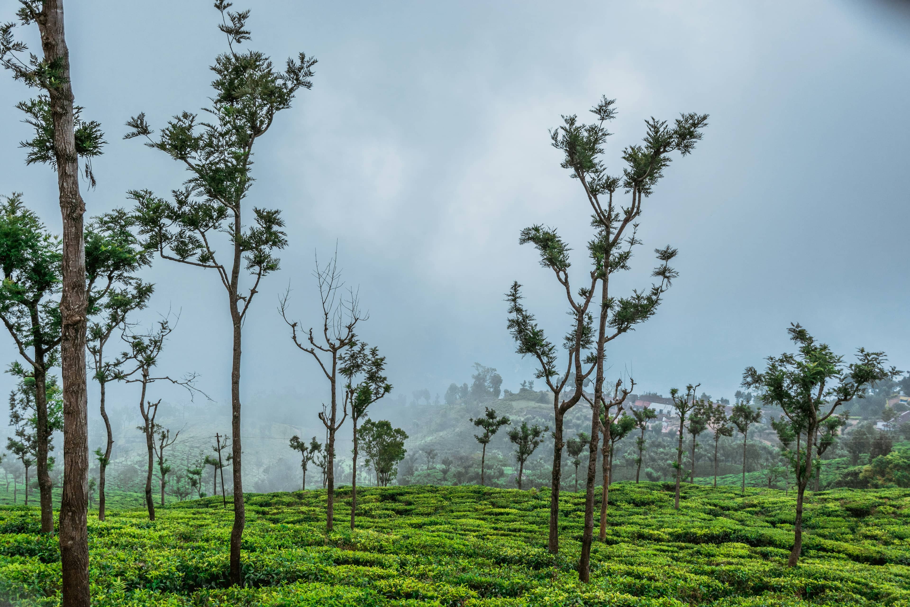Coonoor 1