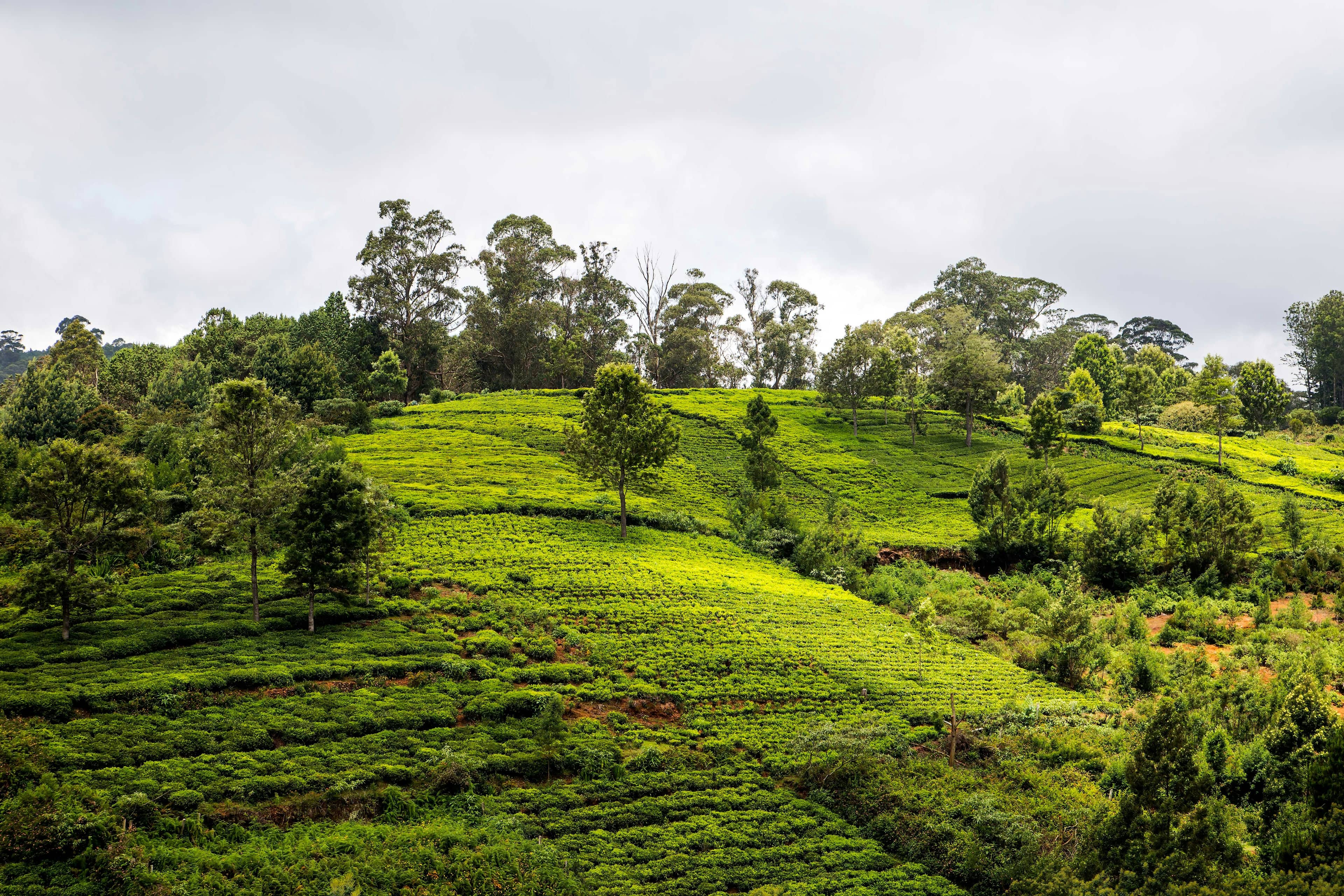 Coonoor 3