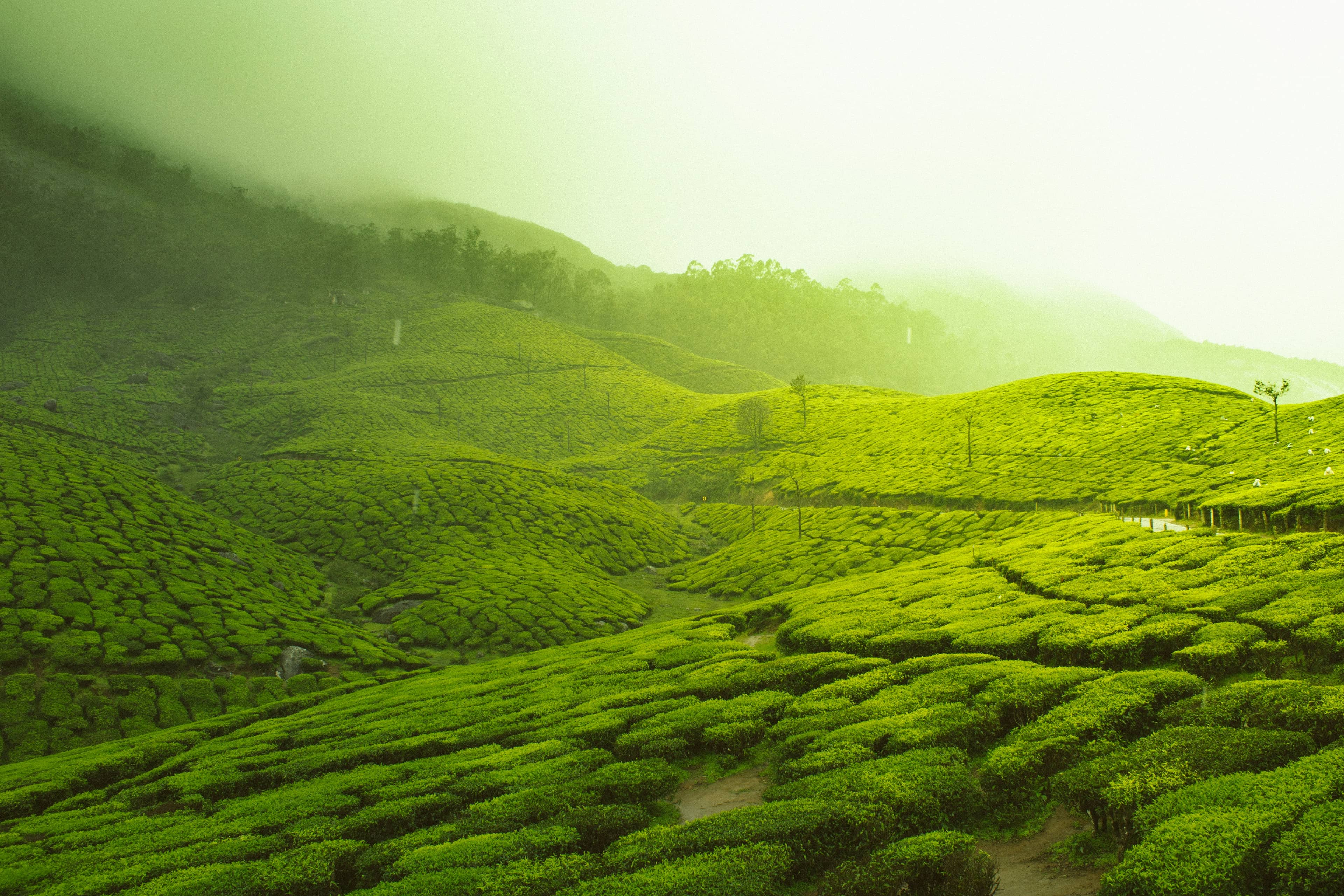 Munnar 2