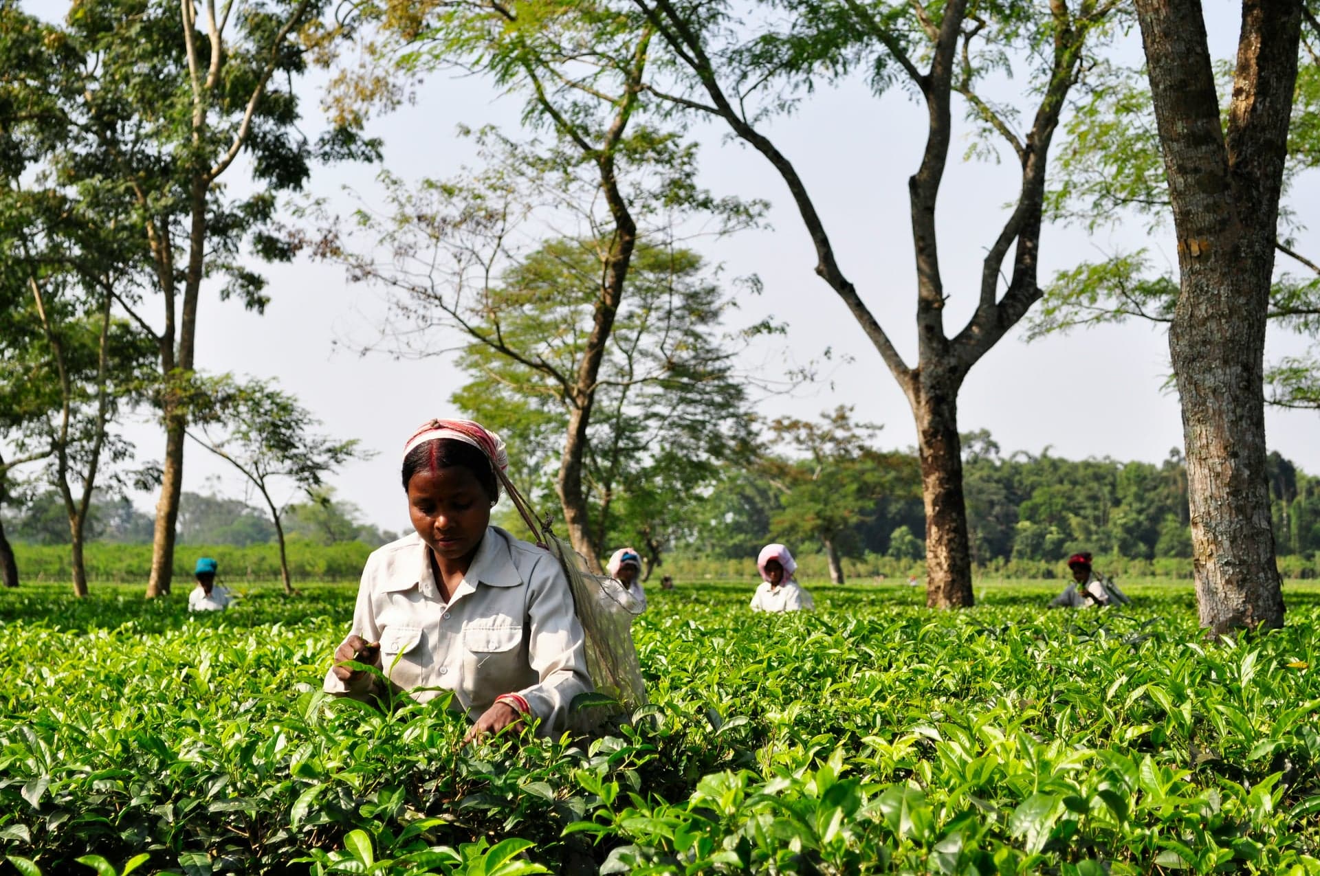 Assam