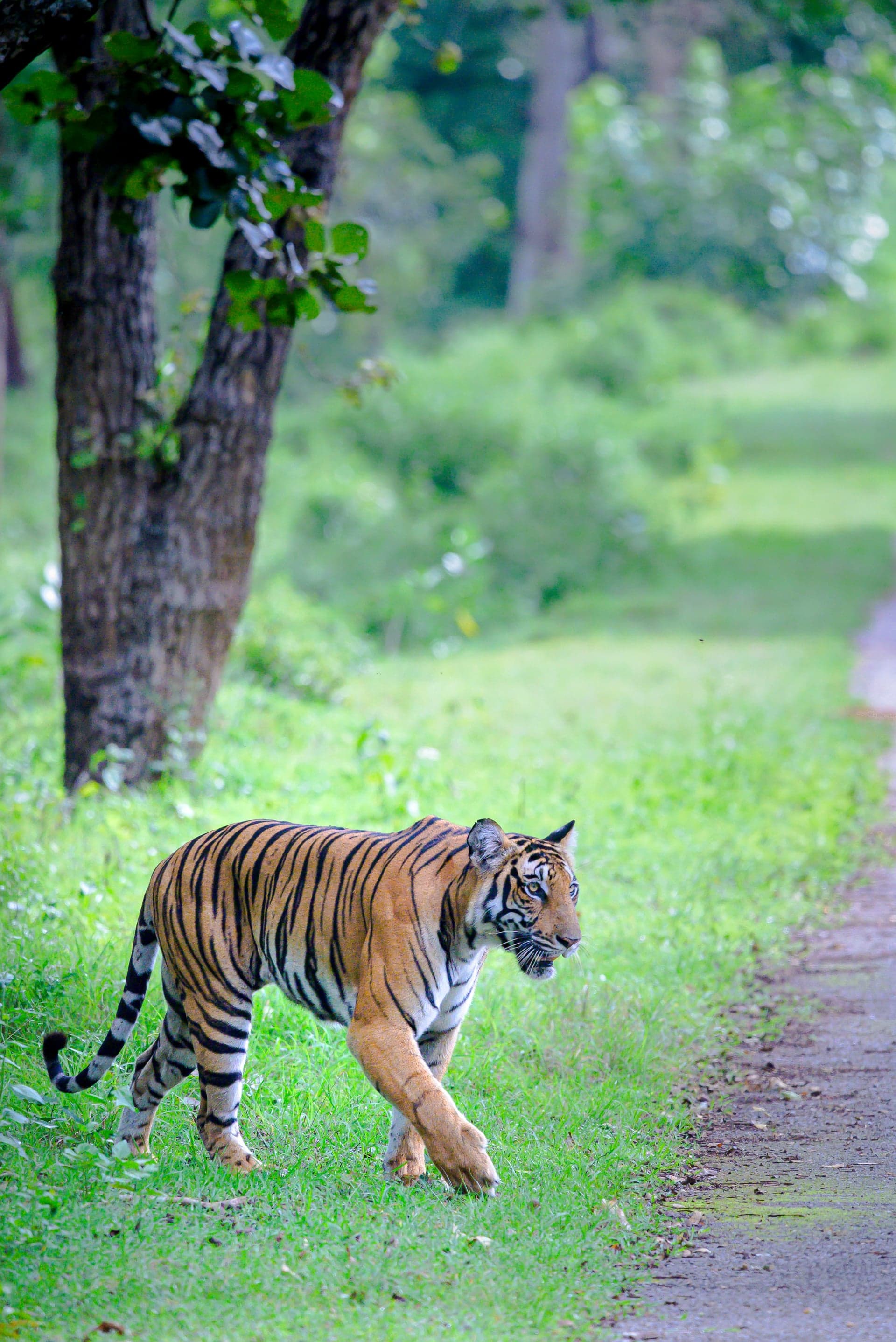 Kabini