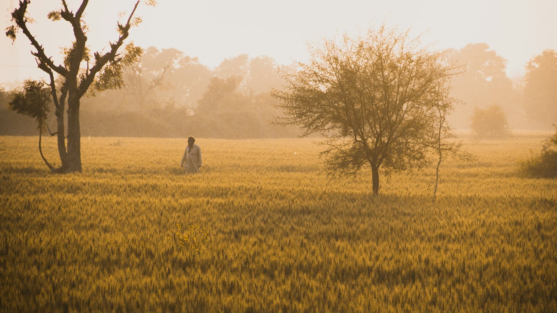 Punjab: Land of Five Rivers