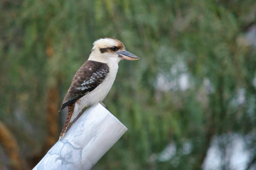 Best Albury Attractions for a Relaxing Trip photo 4