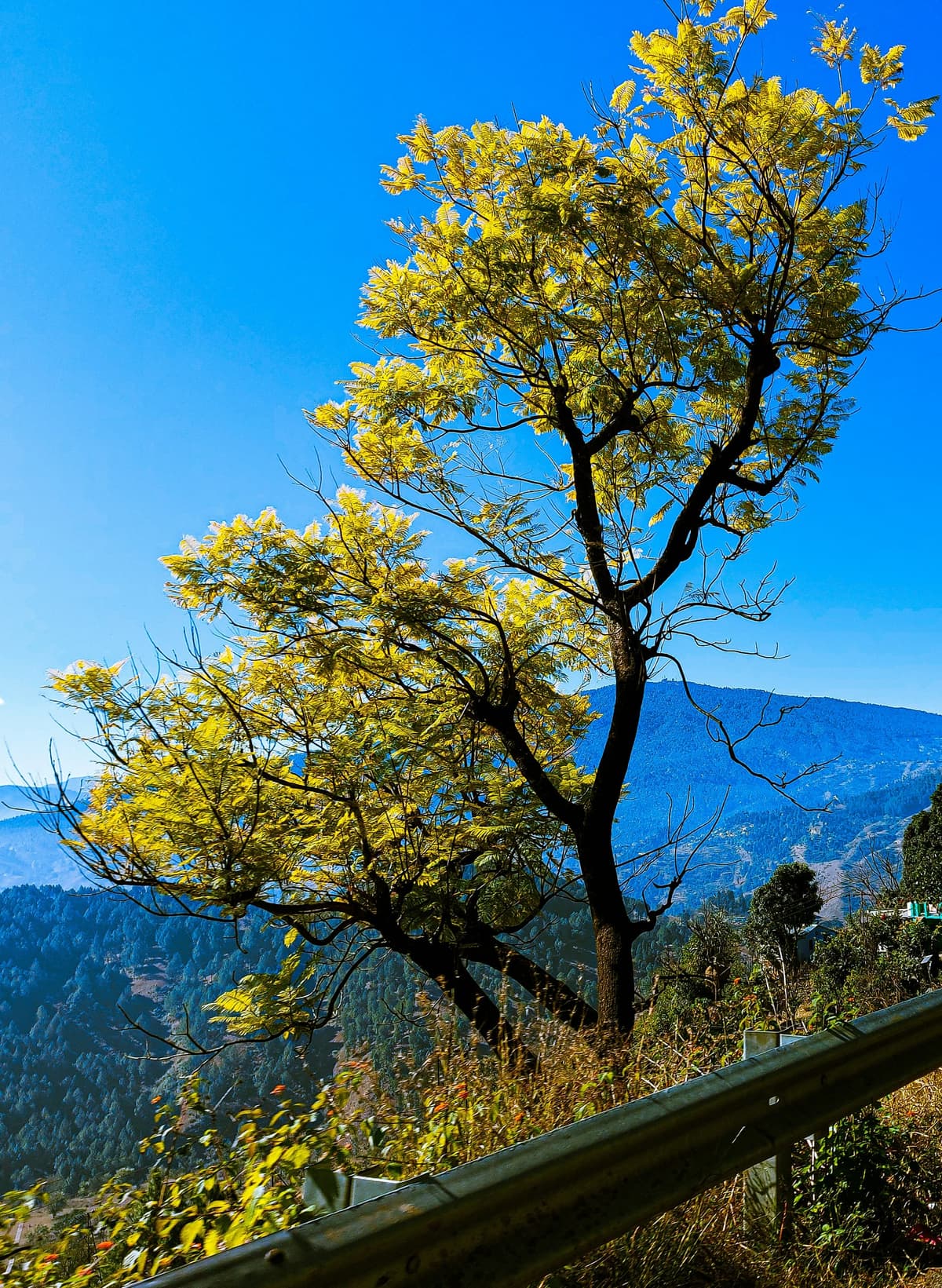 Almora photo 4