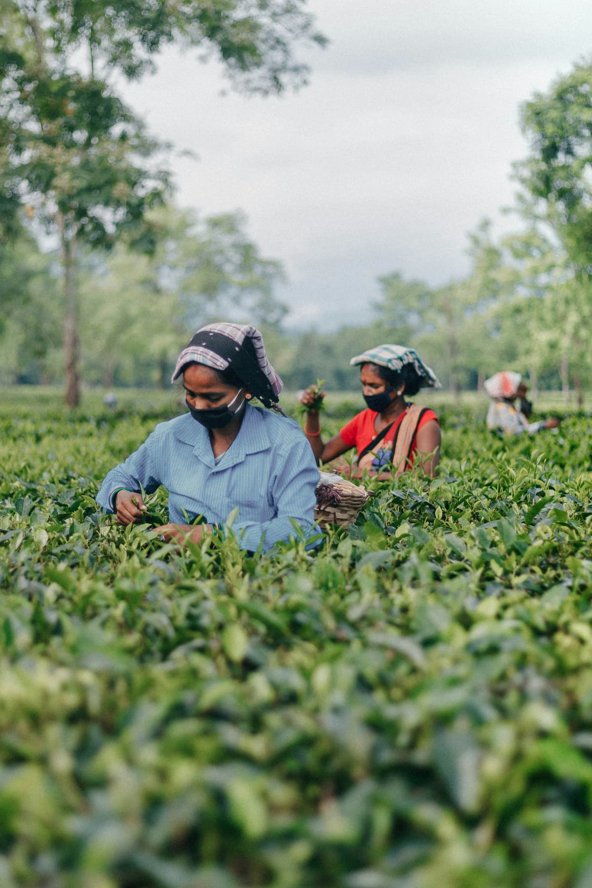 Assam photo 4