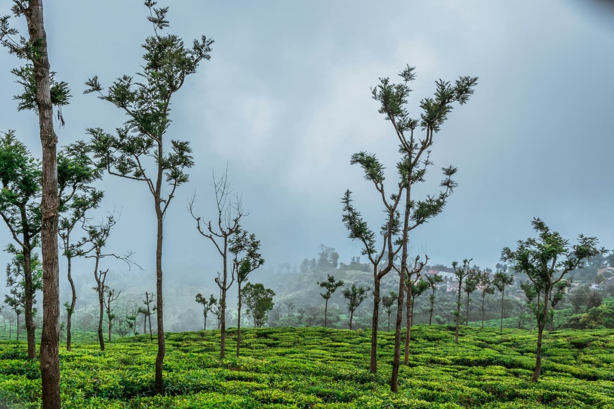 Coonoor, Nilgiri Hills photo 2