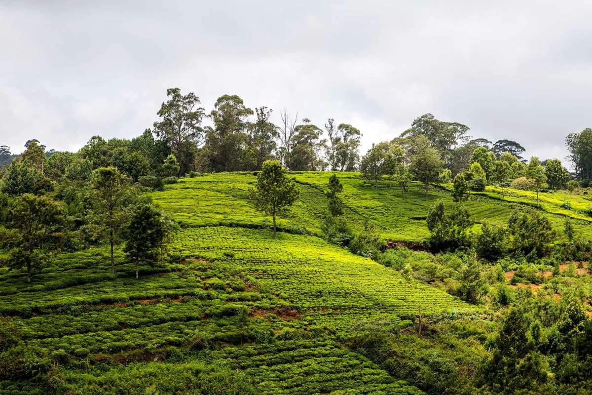 Coonoor, Nilgiri Hills photo 4