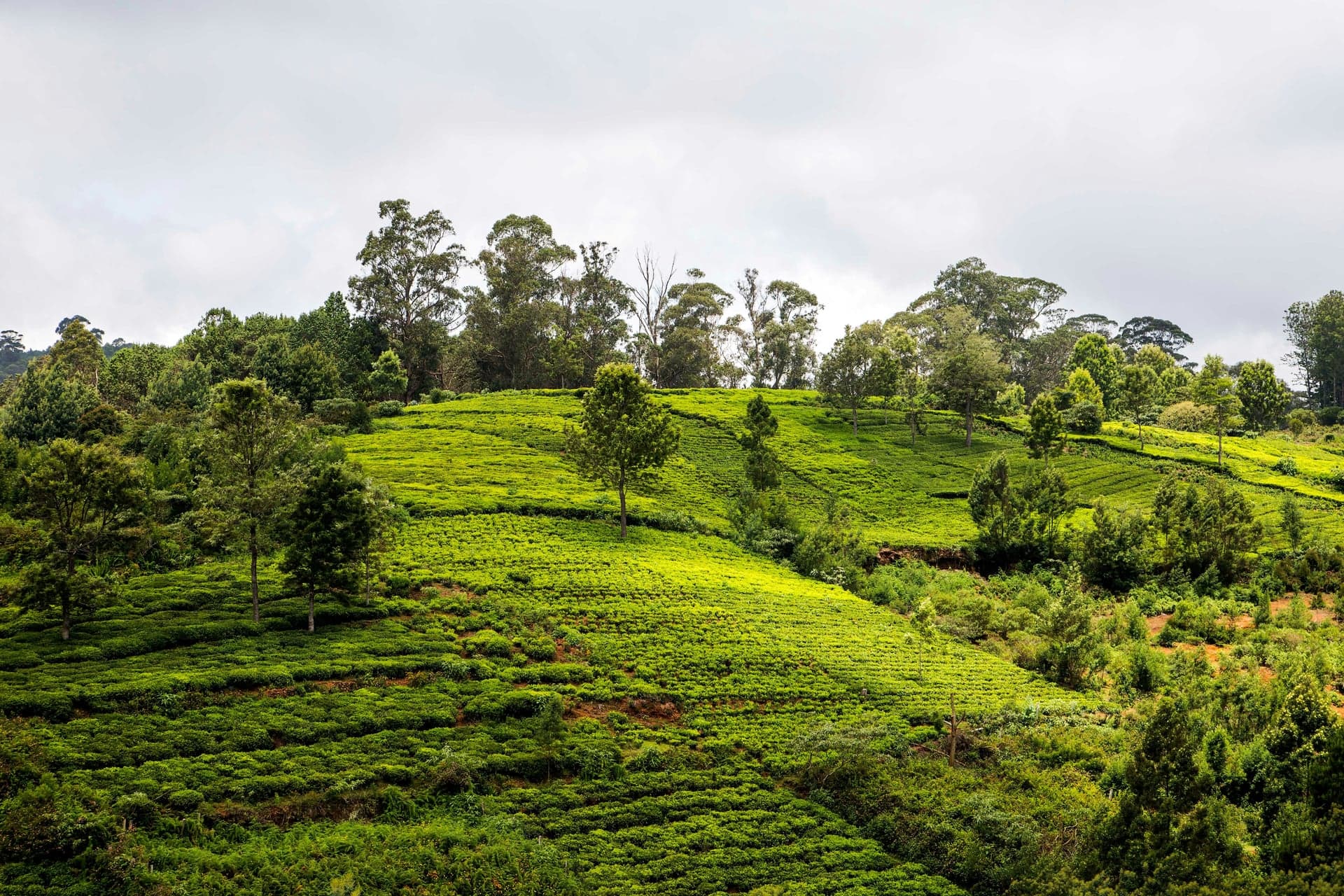 Coonoor, Nilgiri Hills photo 4