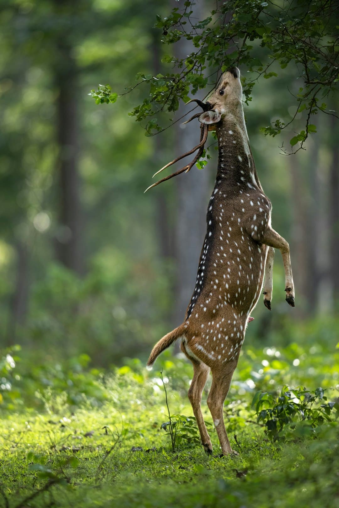 Kabini photo 2