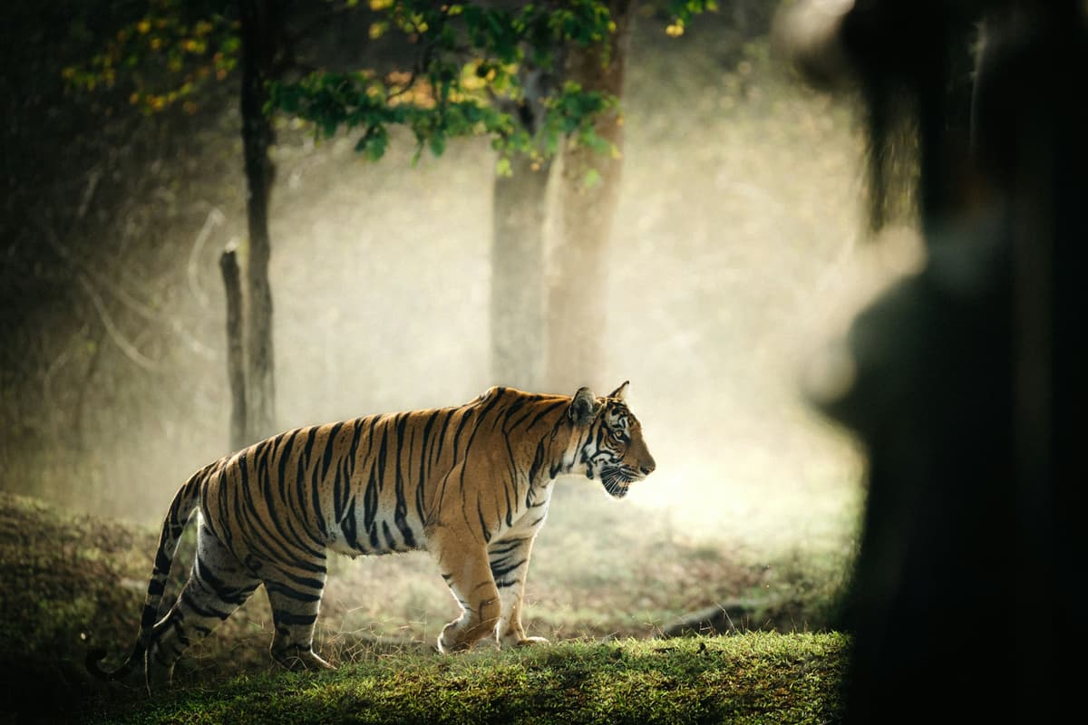 Kabini photo 4