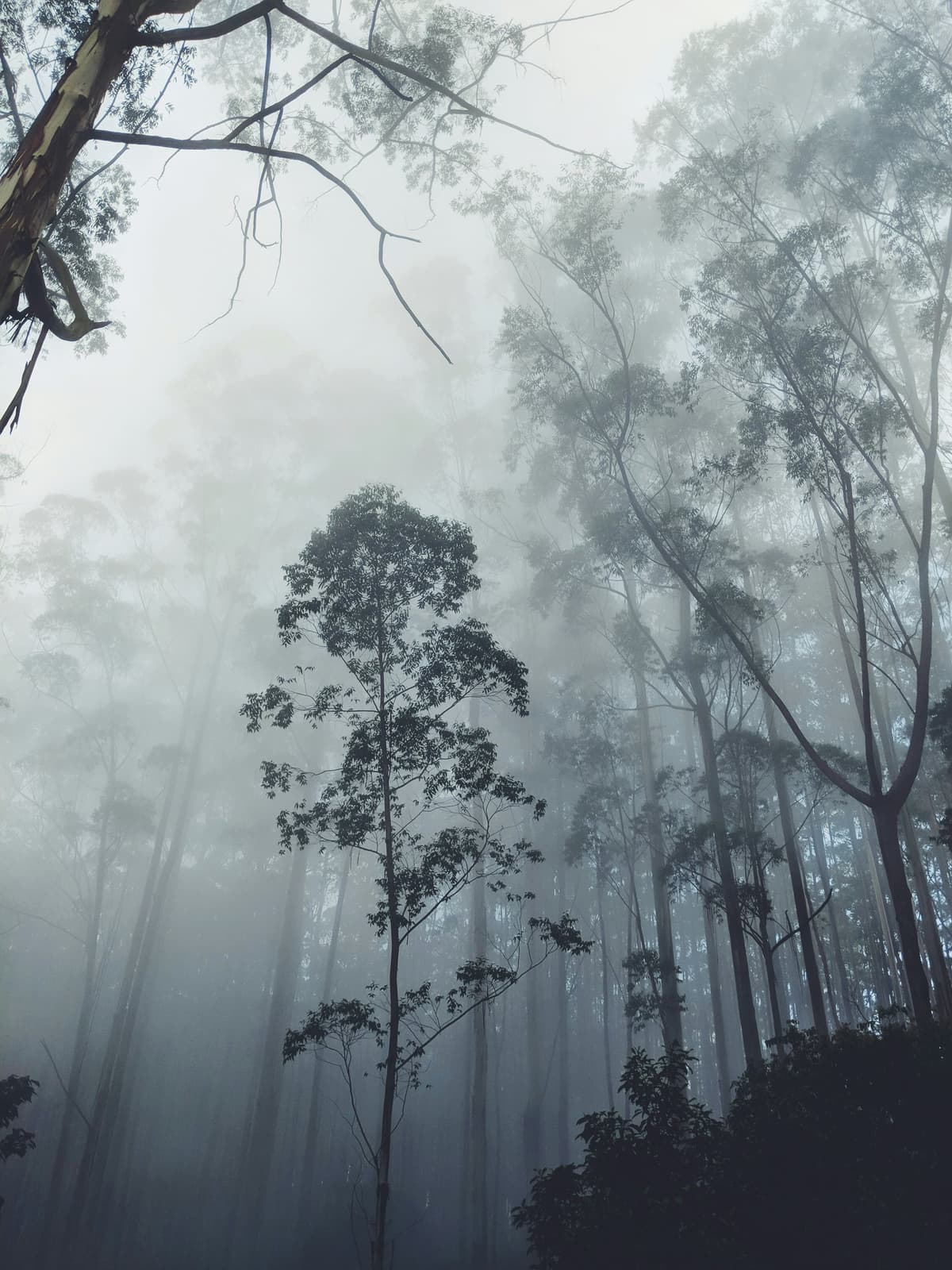 Kodaikanal photo 3