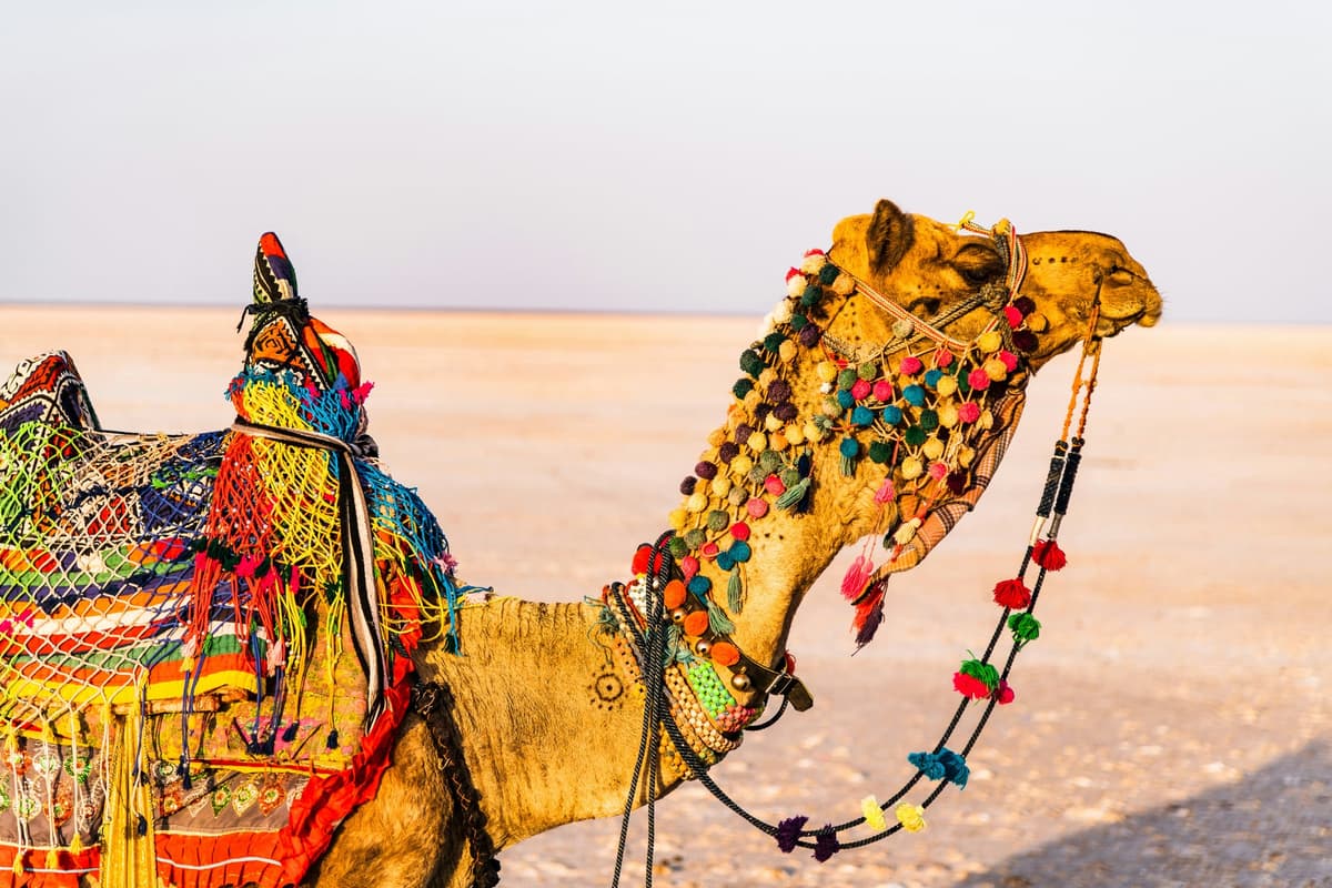 Kutch photo 2