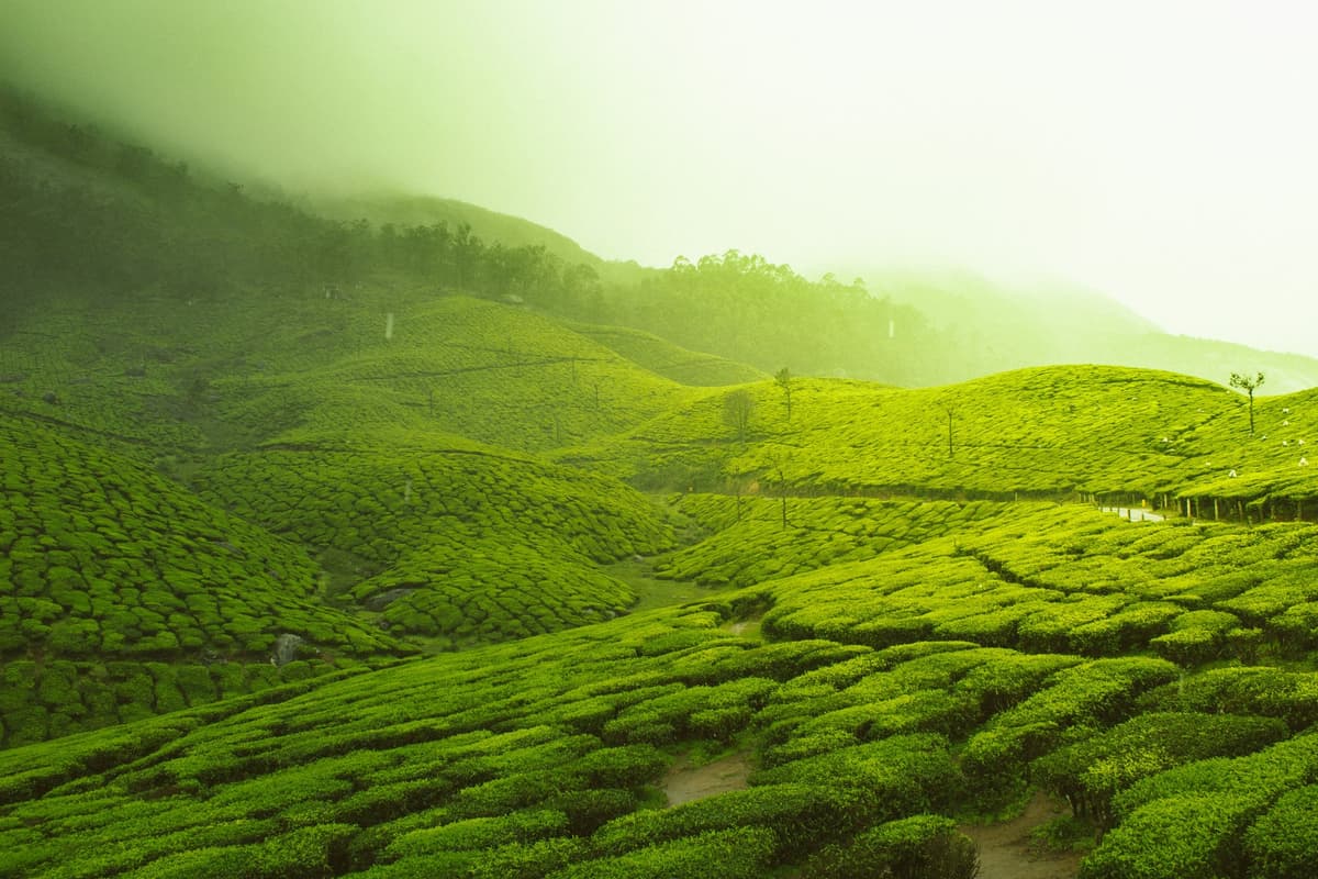 Munnar: The Kashmir of South India photo 3