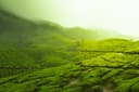 Munnar 2