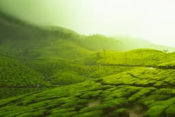 Munnar 2