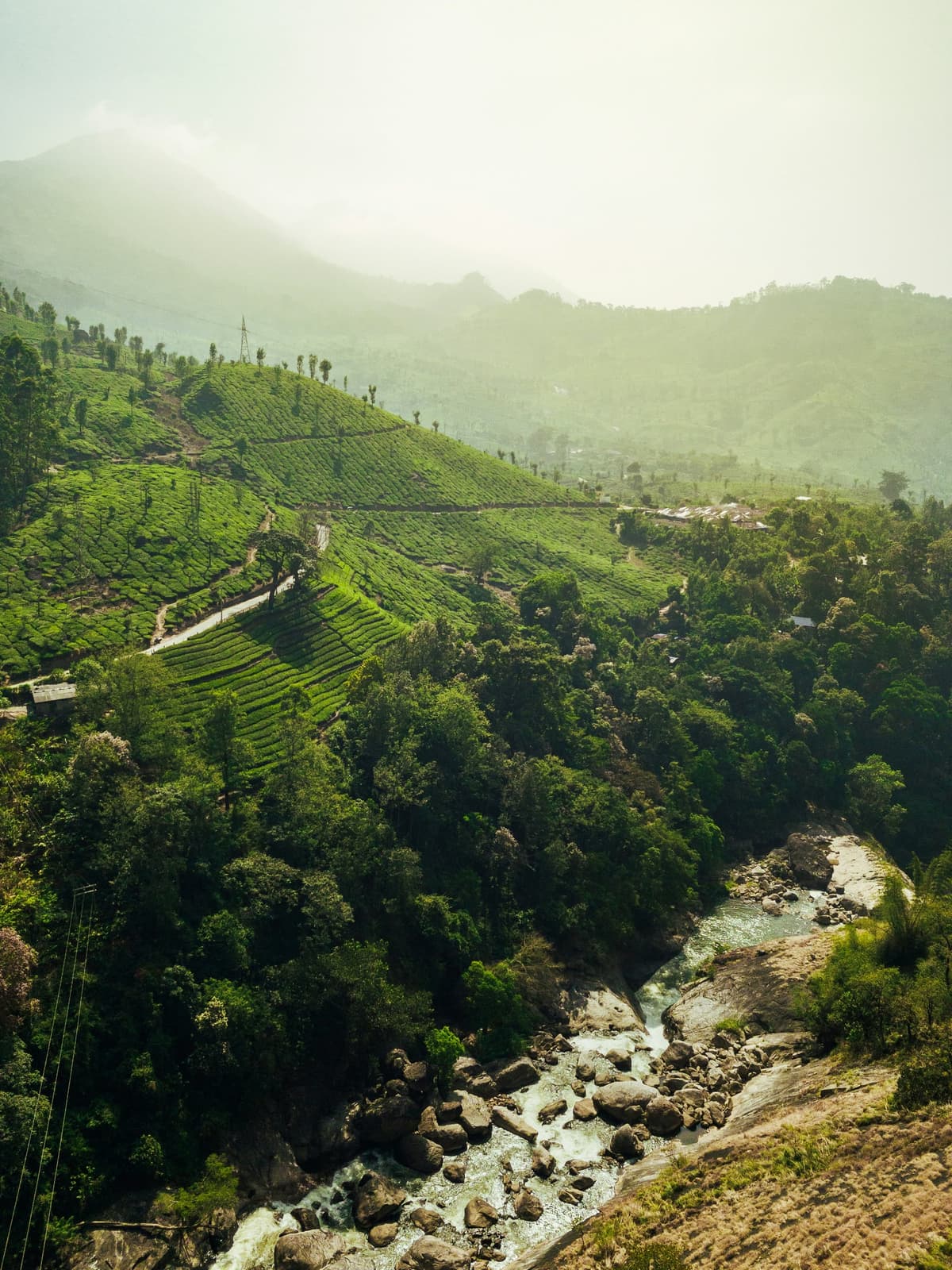 Munnar: The Kashmir of South India photo 4