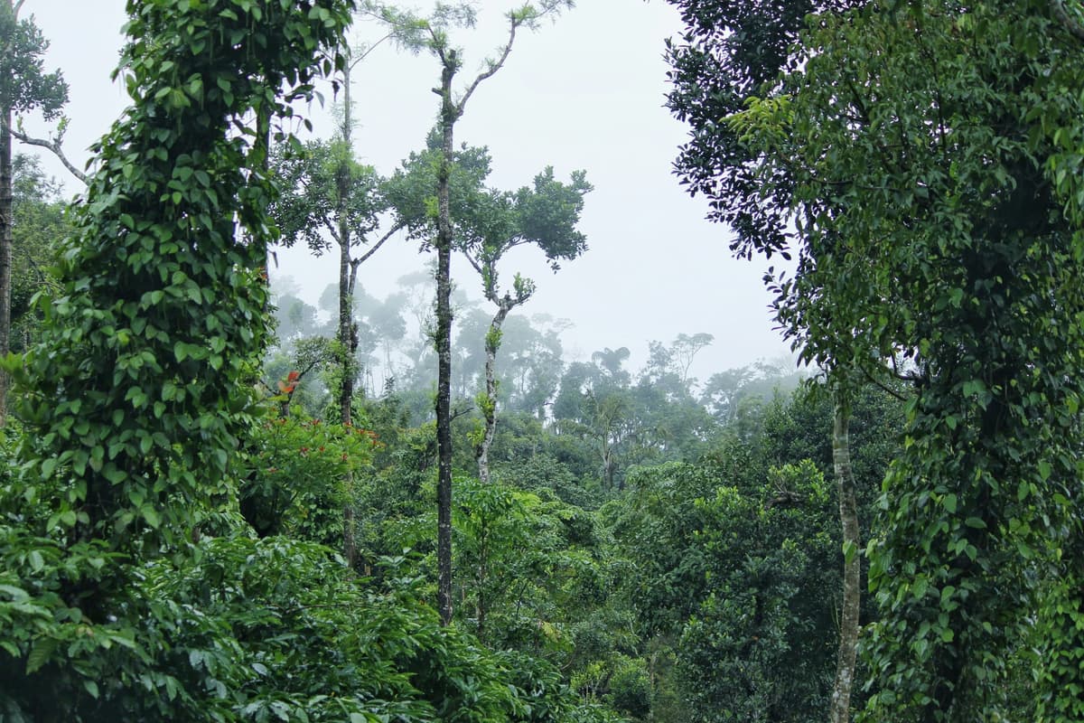 Sakleshpur: The Green Paradise of Karnataka photo 2