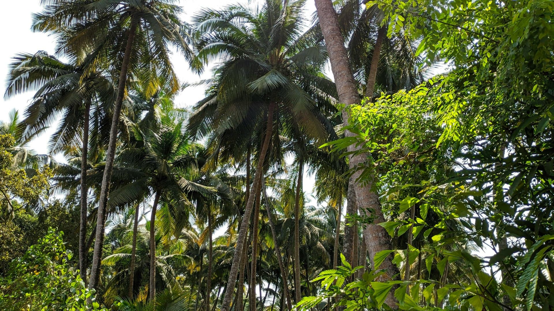 Vengurla
