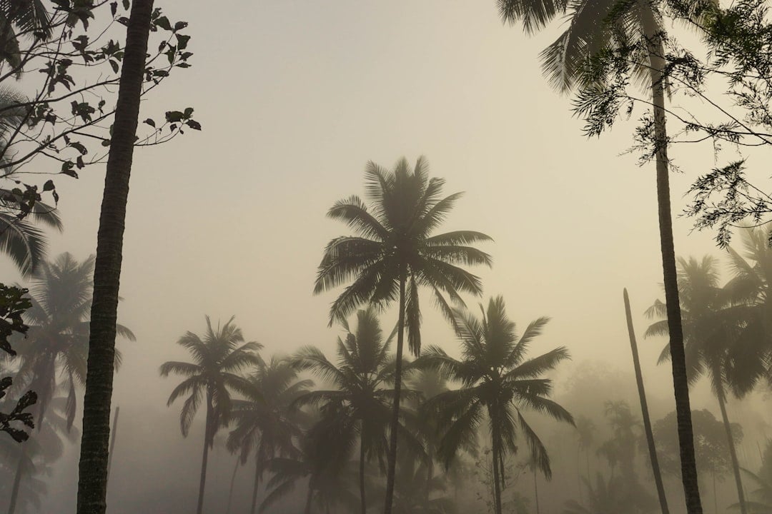 a group of palm trees on a foggy day
