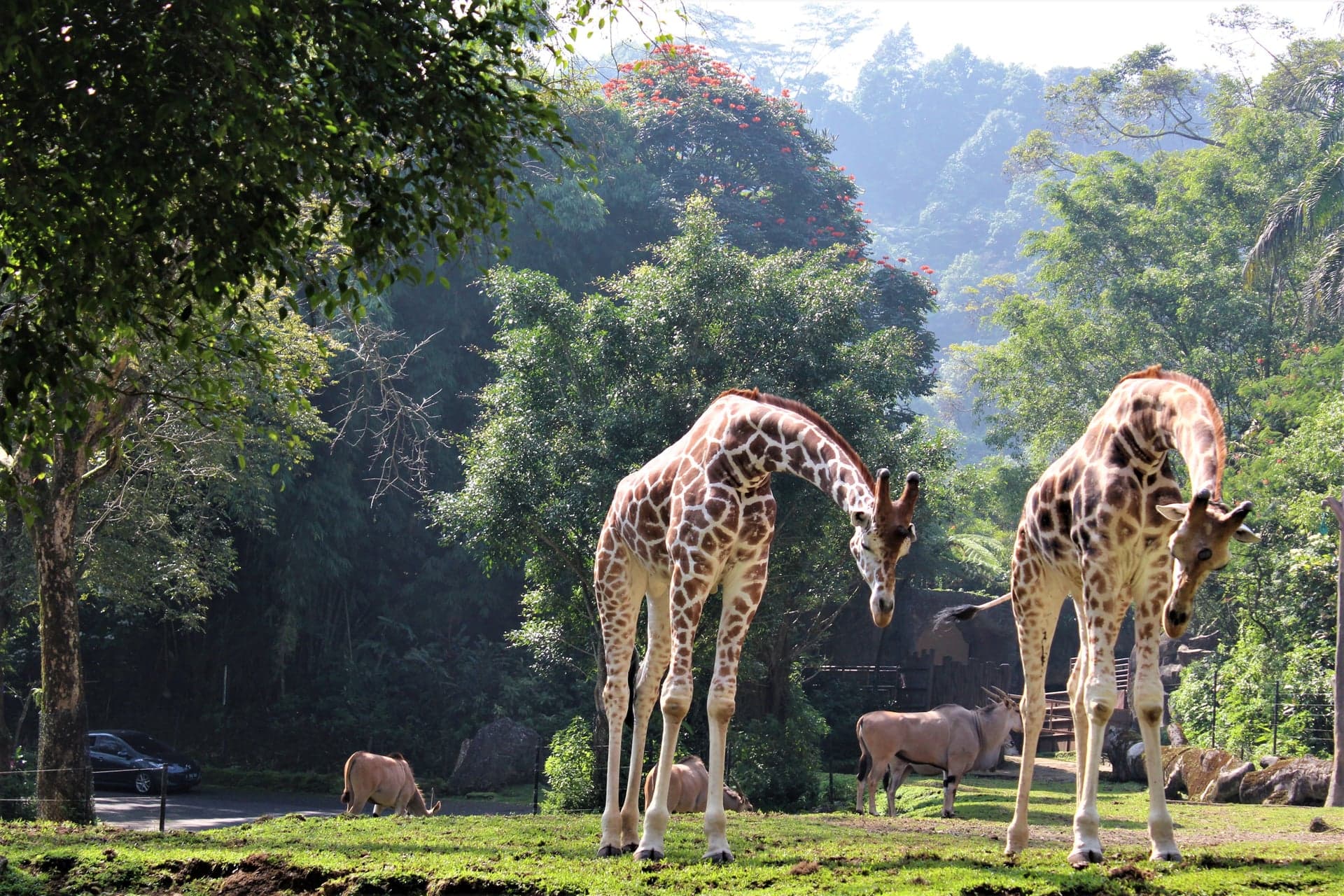 Zoos