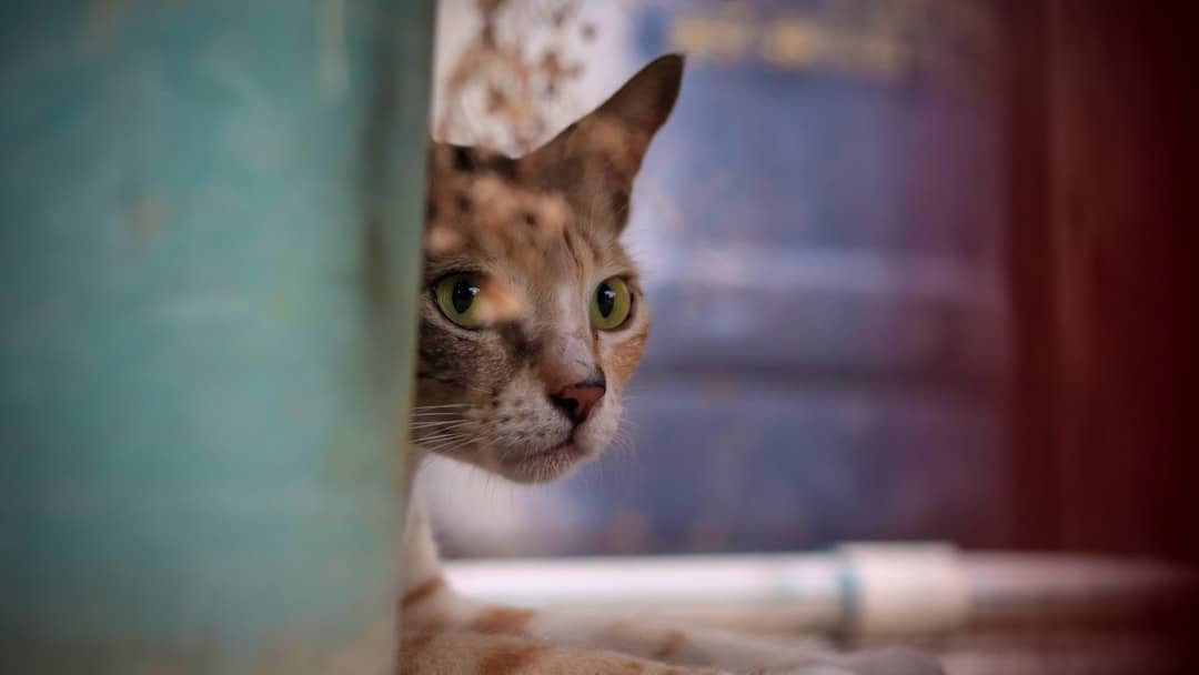 Cuttack Travel Guide: Top Attractions & Heritage Sites 3