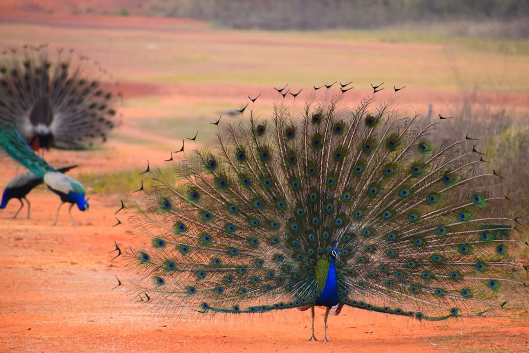 Cuttack Travel Guide: Top Attractions & Heritage Sites