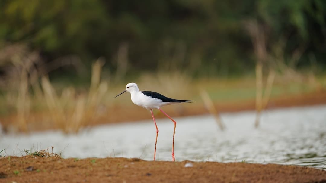 a black and white bird standing on a beach next to a body of water