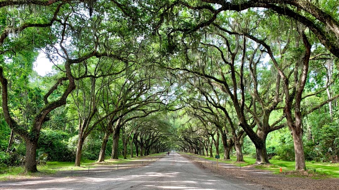 Best Time to Visit Savannah GA for Travel 1