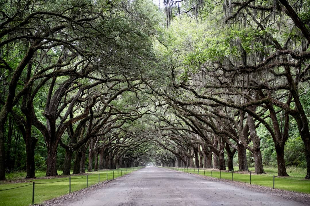 Best Time to Visit Savannah GA for Travel 2