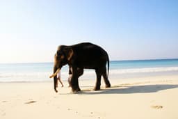 Havelock Island 3