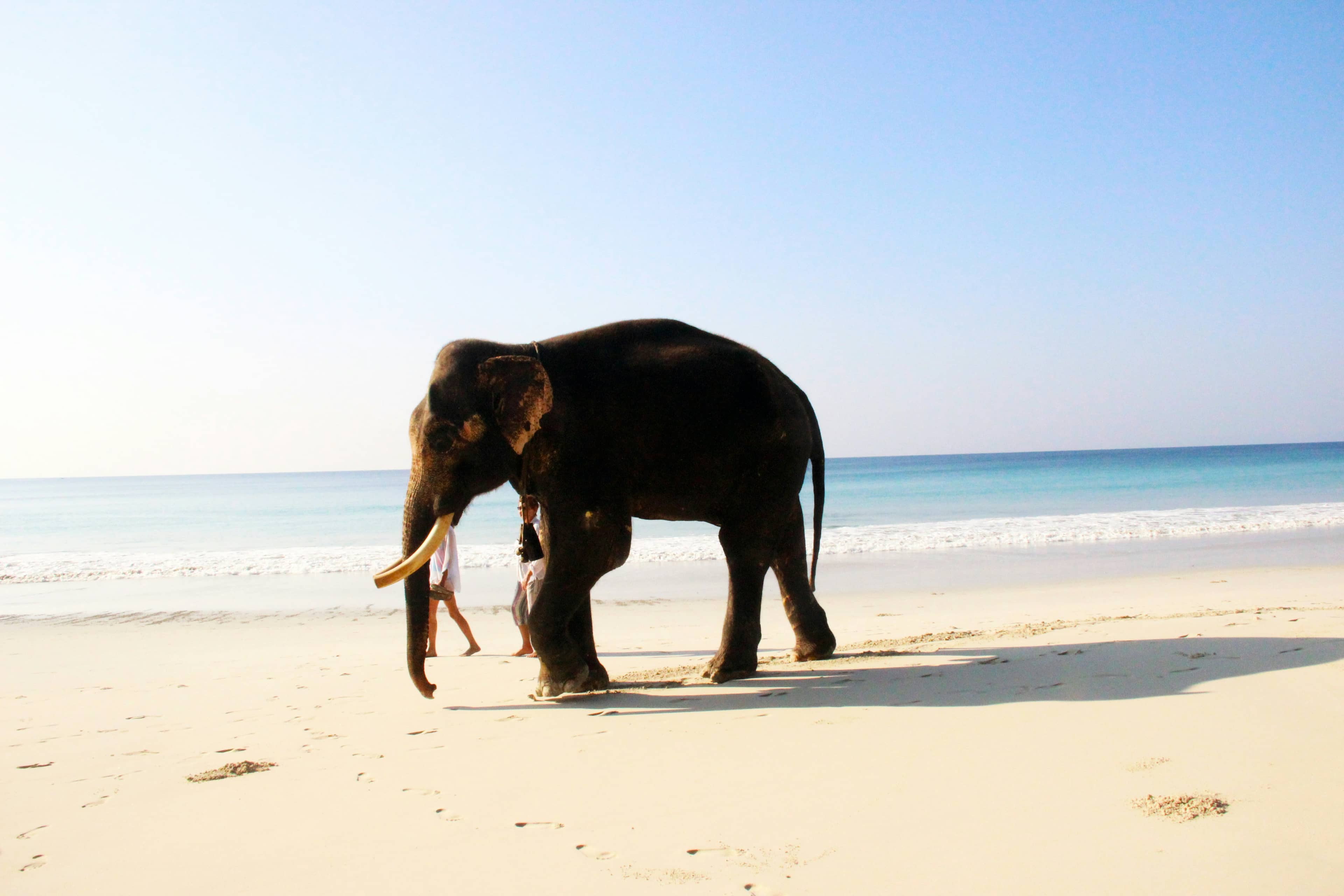 Havelock Island 3