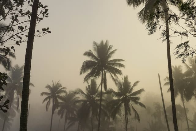 a group of palm trees on a foggy day
