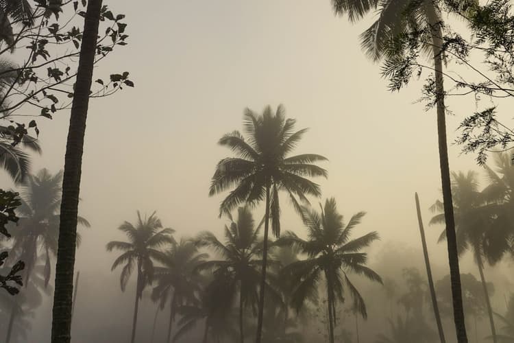 a group of palm trees on a foggy day