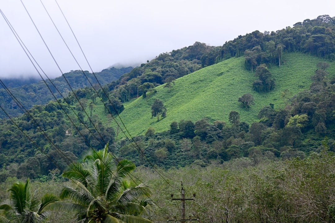 a-lush-green-hillside-covered-in-lots-of-trees.jpeg